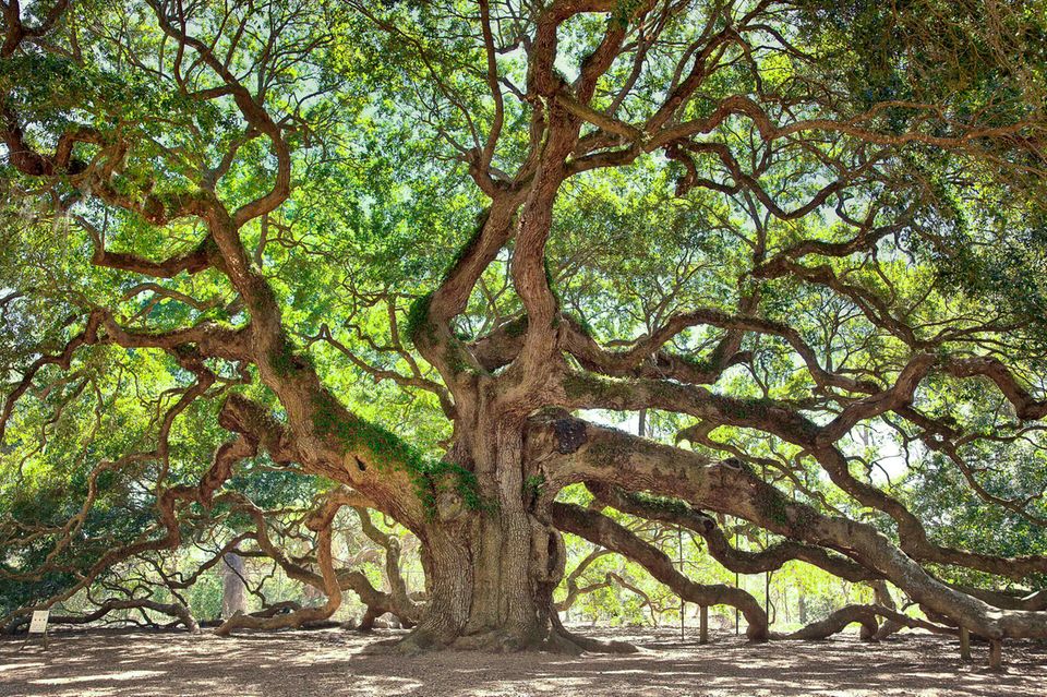 Angel Oak Tree: Baum mit 500 Jahren Geschichte - [GEO]