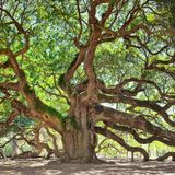 die wirklich große Angel Oak Tree, deren Äste ein Muster bilden