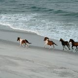 Eine Gruppe Pferde, die auf der Insel Assatague laufen