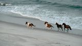 Eine Gruppe Pferde, die auf der Insel Assatague laufen