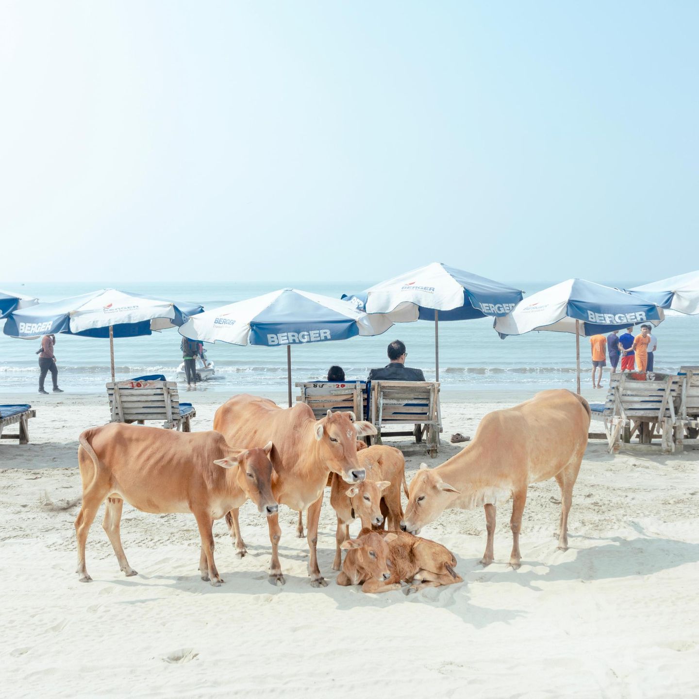 Kuhherde am Strand