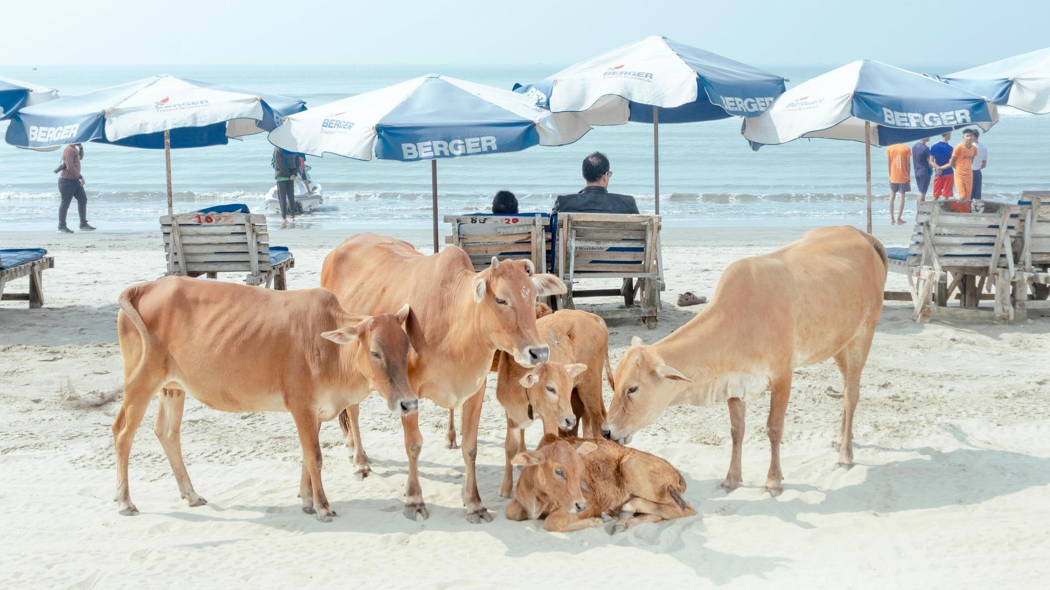 Kuhherde am Strand