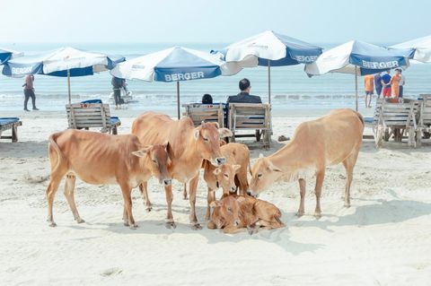 Kuhherde am Strand