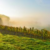 Blick auf eine herbstlichen Weinberg mit Nebel im Hintergrund