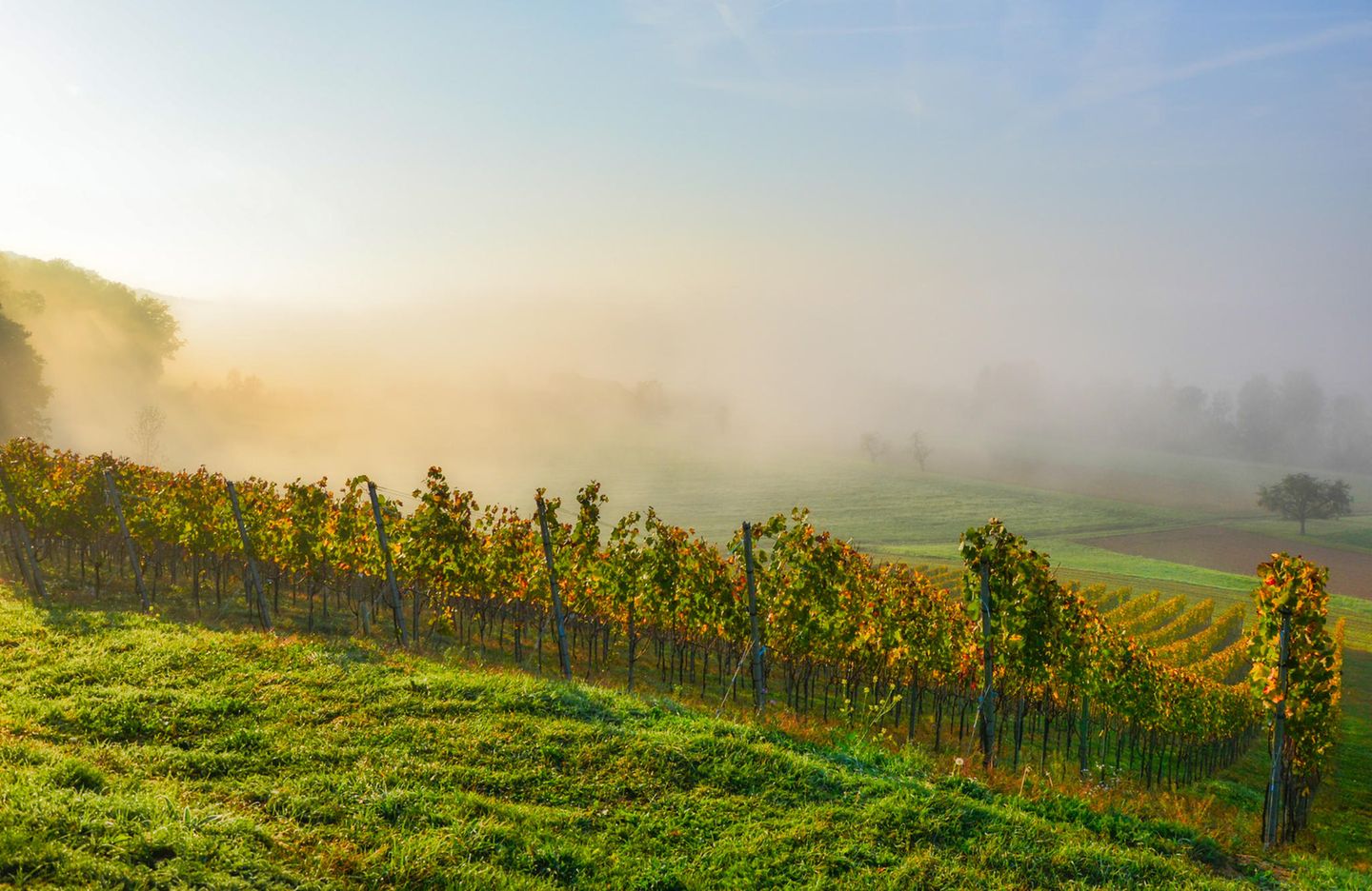 Blick auf eine herbstlichen Weinberg mit Nebel im Hintergrund