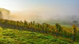 Blick auf eine herbstlichen Weinberg mit Nebel im Hintergrund