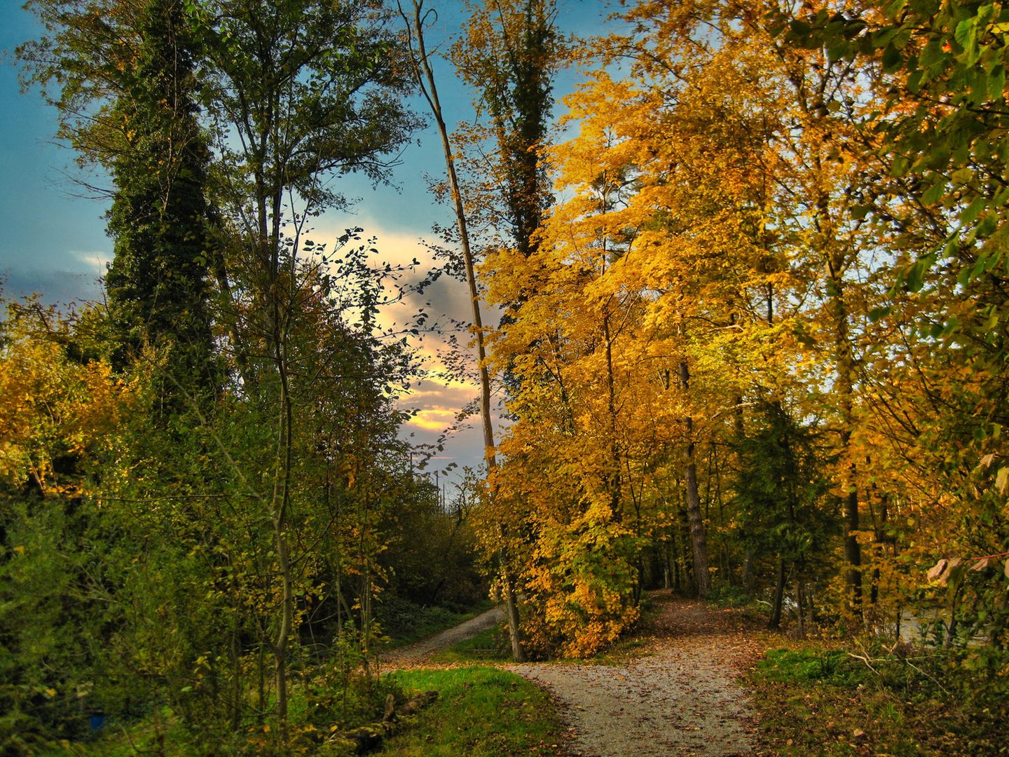 Wildnispfad Sihlwald: Erlebnisraum Wald Wanderweg führt in einen bunten Herbstwald