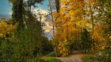 Wanderweg führt in einen bunten Herbstwald