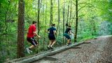 Zwei Männer und eine Frau betätigen sich sportlich an einer Station des Zürcher Vitaparcours (am Wegesrand liegender Baumstamm).