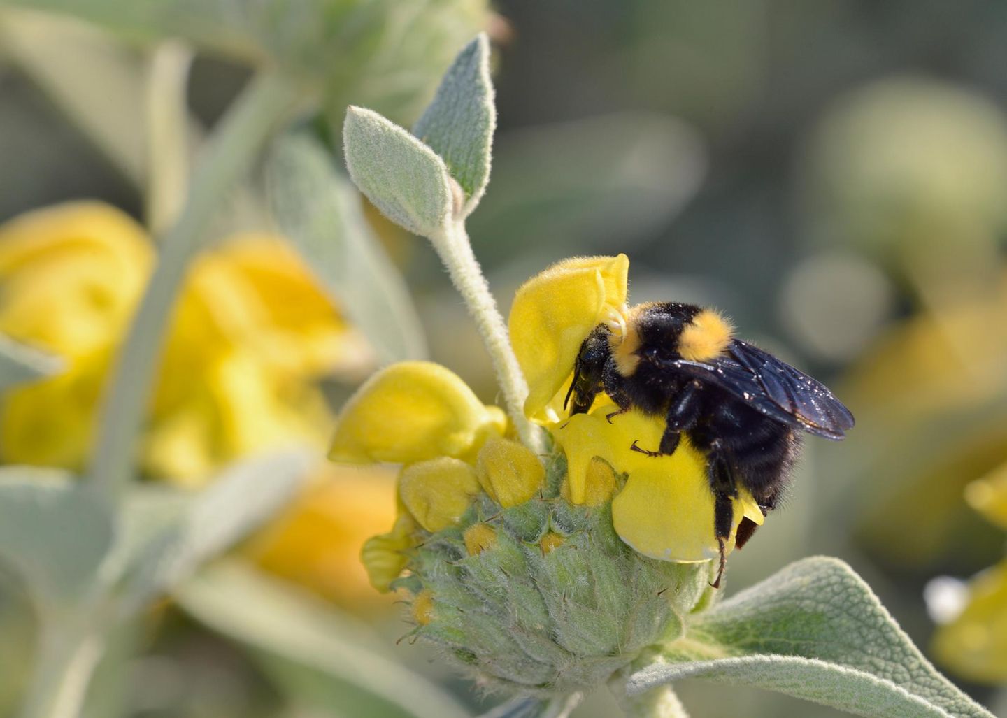 Die Tonerdhummel liebe die Wärme und kommt vor allem in Mittelmeerländern und Staaten entlang des Schwarzen Meeres vor. Nun wurde sie erstmals in Deutschland gesichtet