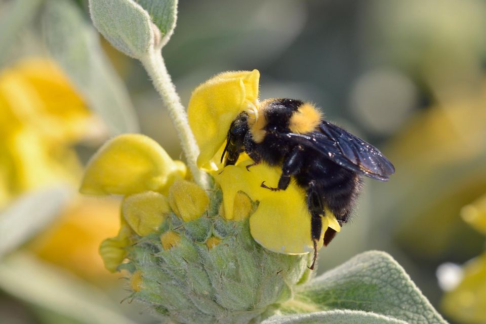 Die Tonerdhummel liebe die Wärme und kommt vor allem in Mittelmeerländern und Staaten entlang des Schwarzen Meeres vor. Nun wurde sie erstmals in Deutschland gesichtet