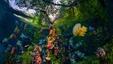 Hotspot der Biodiversität: Mangroven wie hier in Indonesien bieten einer Vielzahl von Tieren, darunter Korallen, Quallen und zahllosen Fischarten eine Heimstatt. Zudem wirken sie wie ein natürlicher Filter gegen Schadstoffe und speichern Unmengen an Kohlenstoff  