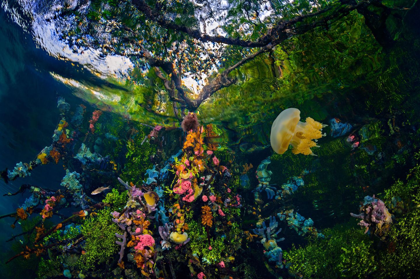 Hotspot der Biodiversität: Mangroven wie hier in Indonesien bieten einer Vielzahl von Tieren, darunter Korallen, Quallen und zahllosen Fischarten eine Heimstatt. Zudem wirken sie wie ein natürlicher Filter gegen Schadstoffe und speichern Unmengen an Kohlenstoff  