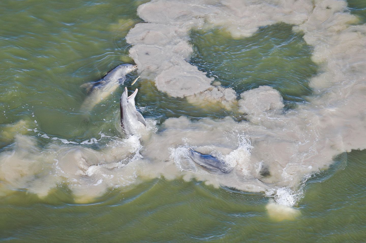 Große Tümmler haben erstaunliche Jagdmethoden: Vor den Mangrovengebieten Floridas formen Gruppen von ihnen – perfekt koordiniert – einen Ring aus Sediment. Darin eingekesselt: Meeräschen, die so zur leichten Beute für die klugen Wale werden