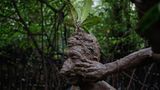 Die indonesische Insel Bali steckt voller Rituale. Etwa dieser Tradition – auch Mebuug Buugan genannt: Während einer Badezeremonie lässt sich ein Balinese über und über mit Mangrovenschlamm bedecken 