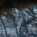 Furchtloser Zwerg: Fotograf Abhishek Das entdeckte diesen winzigen Schlammspringer – ein Fisch, der eine zeitlang auch auf dem Trockenen leben kann. Der kleine Mangrovenbewohner hat sich auf den Panzer eines weit mächtigeren Tieres verirrt: Er hockt auf einem Krokodil