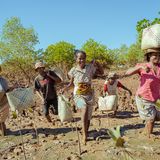 Gegen die Zerstörung: Im ländlichen Madagaskar, in der Gemeinde Majunga, setzen sich Menschen für die Wiederherstellung der Mangroven ein. Mehr und mehr werden sich die Locals bewusst darüber, wie wichtig diese Ökosysteme für die Natur und auch für die Menschen sind: etwa für den Fischfang und als Küstenschutz