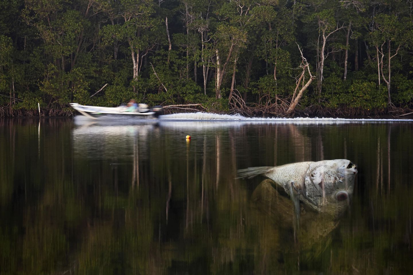 Fluten fordern viele Opfer, auch unter Tieren: Der Schwarze Trommler, eine Spezies aus der Familie der Umberfische, starb hier in Florida, weil Überschwemmungen den Salzgehalt des Wassers rasch und stark veränderten
