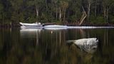 Fluten fordern viele Opfer, auch unter Tieren: Der Schwarze Trommler, eine Spezies aus der Familie der Umberfische, starb hier in Florida, weil Überschwemmungen den Salzgehalt des Wassers rasch und stark veränderten