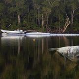 Fluten fordern viele Opfer, auch unter Tieren: Der Schwarze Trommler, eine Spezies aus der Familie der Umberfische, starb hier in Florida, weil Überschwemmungen den Salzgehalt des Wassers rasch und stark veränderten
