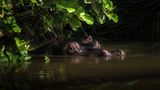 Eigentlich hielt Fotografin Nele Holstegge Ausschau nach Schimpansen, als sie zwei Augen erblickte, die unter den Mangrovenblätter aus einem Fluss im afrikanischen Gambia lugten: Das Flusspferd ließ sich nicht aus der Ruhe bringen, obwohl es nur zwei, drei Meter entfernt im Wasser lag 
