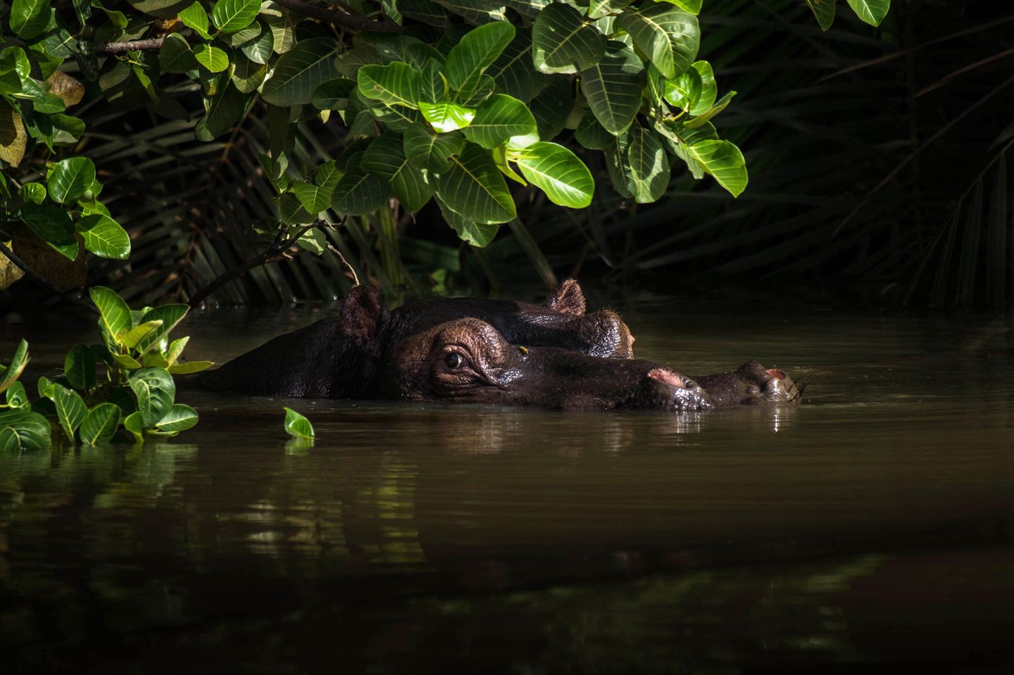 Eigentlich hielt Fotografin Nele Holstegge Ausschau nach Schimpansen, als sie zwei Augen erblickte, die unter den Mangrovenblätter aus einem Fluss im afrikanischen Gambia lugten: Das Flusspferd ließ sich nicht aus der Ruhe bringen, obwohl es nur zwei, drei Meter entfernt im Wasser lag 