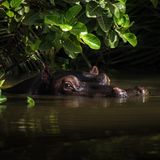 Eigentlich hielt Fotografin Nele Holstegge Ausschau nach Schimpansen, als sie zwei Augen erblickte, die unter den Mangrovenblätter aus einem Fluss im afrikanischen Gambia lugten: Das Flusspferd ließ sich nicht aus der Ruhe bringen, obwohl es nur zwei, drei Meter entfernt im Wasser lag 