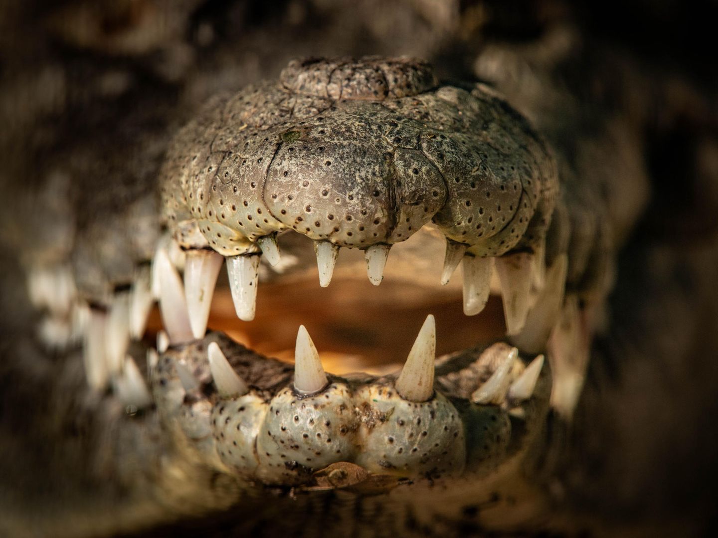 Dem Gebiss ganz nah: Fotograf Javier Orozco lichtet die Hauer eines Krokodils ab. Das Tier lebt in einer Auffangstation im mexikanischen Bundesstaat Nayarit. Die umliegenden Mangroven sind längst verschwunden – an ihrer Stelle stehen heute Einkaufszentren, Hotels und Wohnungen