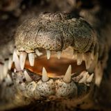 Dem Gebiss ganz nah: Fotograf Javier Orozco lichtet die Hauer eines Krokodils ab. Das Tier lebt in einer Auffangstation im mexikanischen Bundesstaat Nayarit. Die umliegenden Mangroven sind längst verschwunden – an ihrer Stelle stehen heute Einkaufszentren, Hotels und Wohnungen