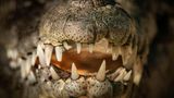 Dem Gebiss ganz nah: Fotograf Javier Orozco lichtet die Hauer eines Krokodils ab. Das Tier lebt in einer Auffangstation im mexikanischen Bundesstaat Nayarit. Die umliegenden Mangroven sind längst verschwunden – an ihrer Stelle stehen heute Einkaufszentren, Hotels und Wohnungen