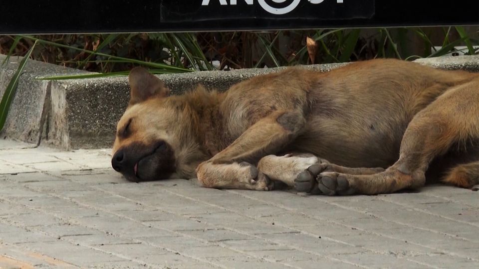 Umstrittenes Gesetz: Türkei stimmt für Tötung von Straßenhunden: Das sagen Tierschützer