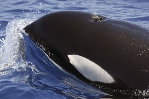 Orcas sind sehr soziale und hochintelligente Tiere