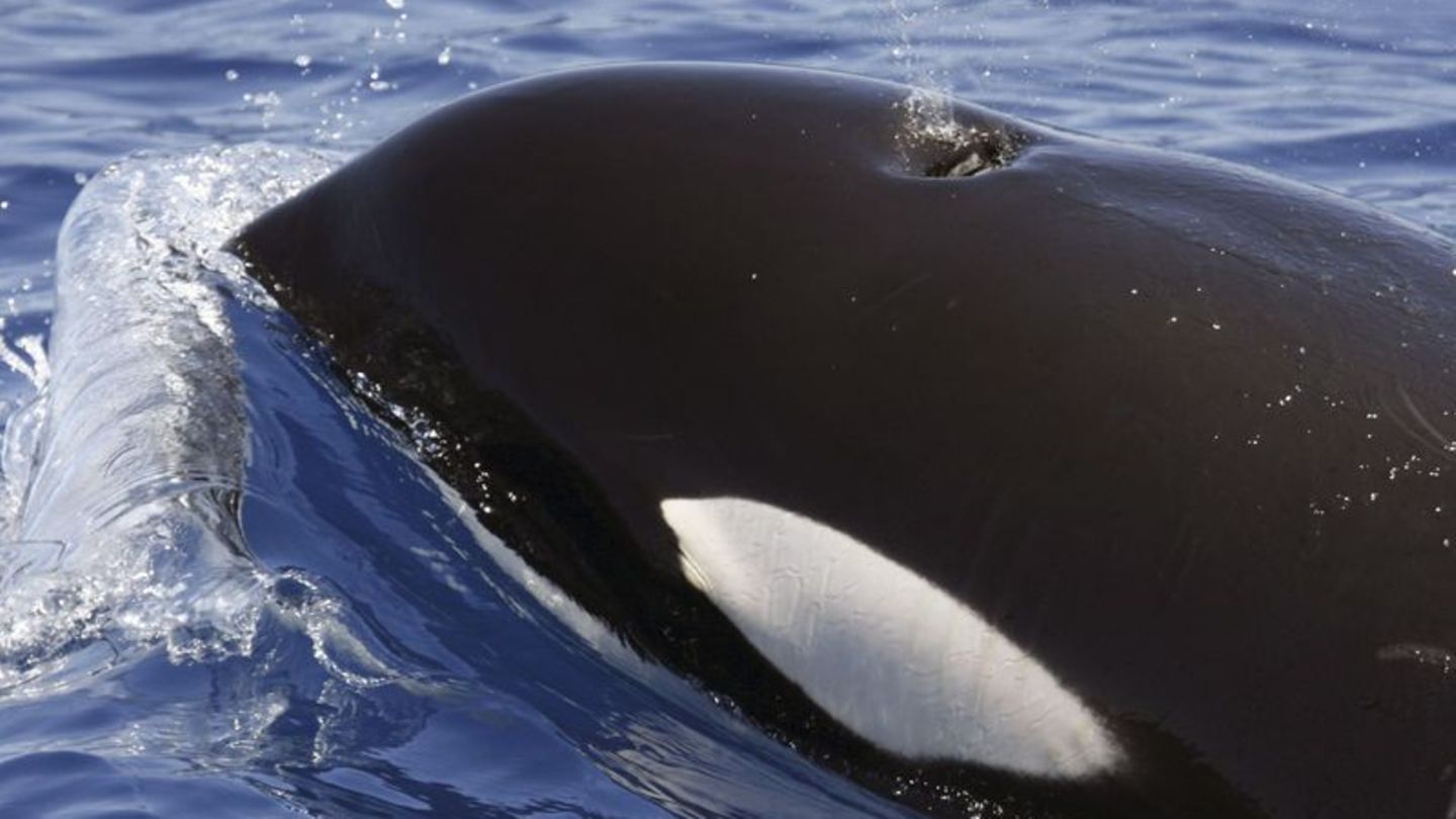 Orcas sind sehr soziale und hochintelligente Tiere