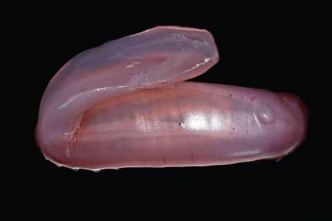 Die pinke Seegurke Psychropotes buglossa wurde nun als eigene Art beschrieben