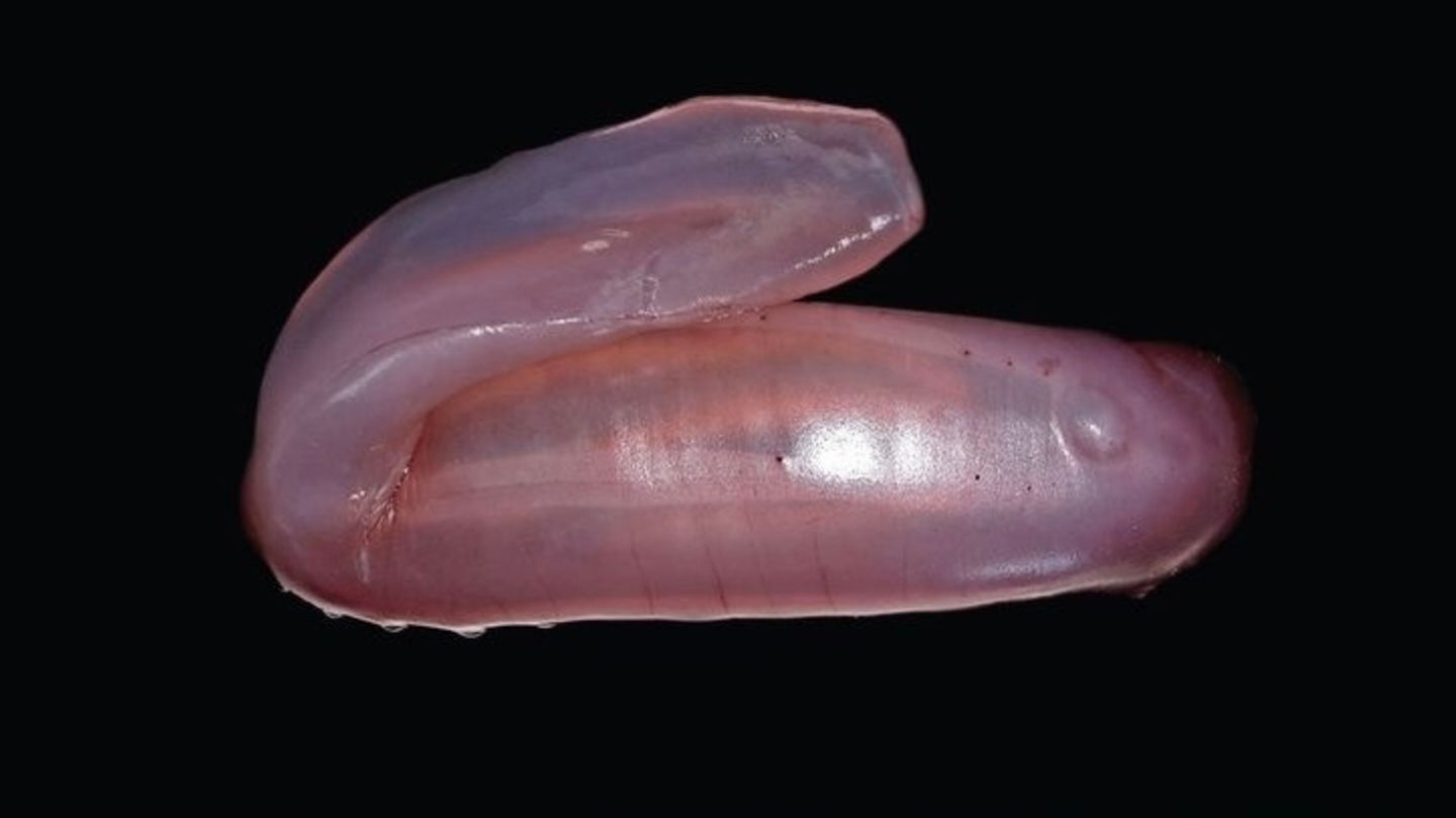 Senckenberg Forschungsinstitut: Die pinke Seegurke Psychropotes buglossa wurde nun als eigene Art beschrieben Die pinke Seegurke Psychropotes buglossa wurde nun als eigene Art beschrieben