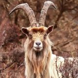 Glendalough Ziege in Irland