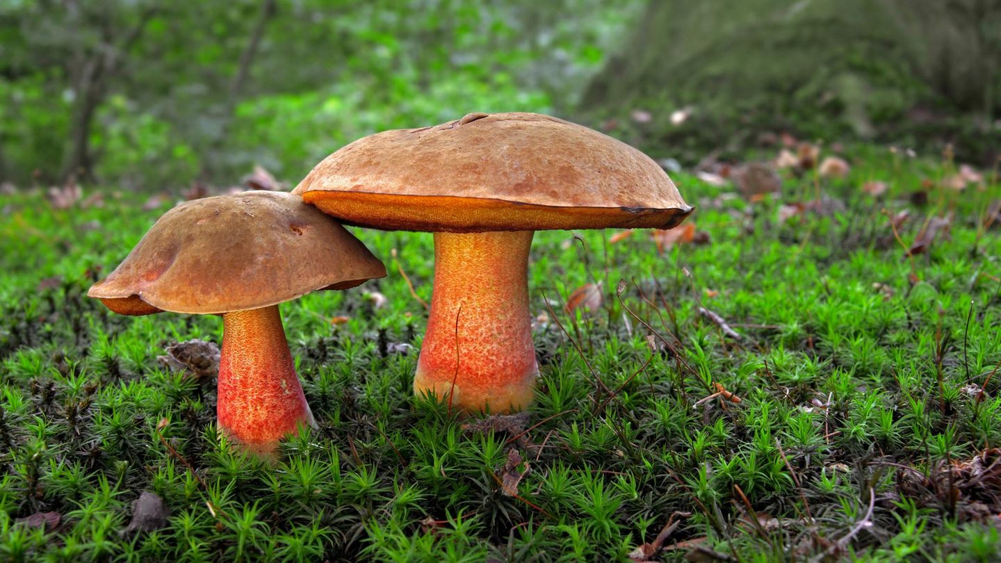 Flockenstieliger Hexenröhrling