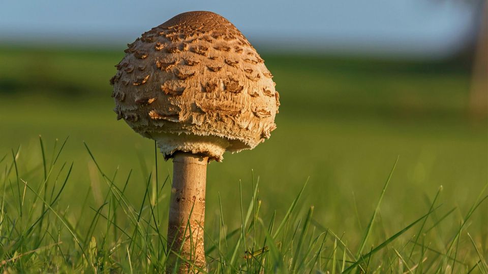 Parasolpilz Parasolpilz