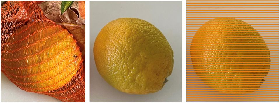 Wahrnehmungstäuschung Orangen im Netz