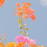 Wer der Stimme seiner Sehnsucht zu lauschen vermag, der wird womöglich belohnt. Sie sorgt nämlich dafür, dass Menschen nach einem guten Leben streben, mahnt, unterwegs zu bleiben. Es ist also klug, auf die eigenen Sehnsuchtsgefühle zu hören und sie zu analysieren. Auf diese Weise lässt sich ein Fehl im Leben erkennen und oft durch kleine Korrekturen bereits ausgleichen  