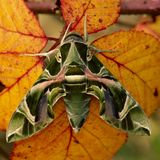 Der Oleanderschwärmer (Daphnis nerii) lebt vorwiegend in den Tropen und Subtropen, in Afrika, dem Nahen Osten und Südostasien. Als Wanderfalter fliegt er vereinzelt bis nach Nordeuropa. Und gehört mit einer Spannweite von bis zu zwölf Zentimetern zu den größten nördlich der Alpen vorkommenden Schwärmern.