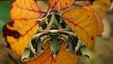 Der Oleanderschwärmer (Daphnis nerii) lebt vorwiegend in den Tropen und Subtropen, in Afrika, dem Nahen Osten und Südostasien. Als Wanderfalter fliegt er vereinzelt bis nach Nordeuropa. Und gehört mit einer Spannweite von bis zu zwölf Zentimetern zu den größten nördlich der Alpen vorkommenden Schwärmern.