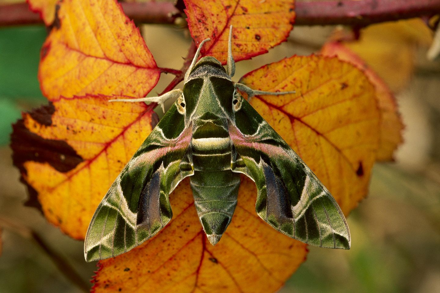 Der Oleanderschwärmer (Daphnis nerii) lebt vorwiegend in den Tropen und Subtropen, in Afrika, dem Nahen Osten und Südostasien. Als Wanderfalter fliegt er vereinzelt bis nach Nordeuropa. Und gehört mit einer Spannweite von bis zu zwölf Zentimetern zu den größten nördlich der Alpen vorkommenden Schwärmern.