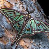 Der Isabellaspinner (Graellsia isabellae) wurde nach der Königin von Spanien, Isabella II. benannt. Der prachtvolle Falter lebt ausschließlich in Kiefernwäldern im Südwesten Europas. Er steht in Spanien und Frankreich unter besonderem Schutz.