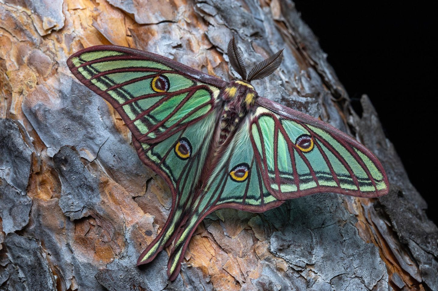 Isabellaspinner Der Isabellaspinner (Graellsia isabellae) wurde nach der Königin von Spanien, Isabella II. benannt. Der prachtvolle Falter lebt ausschließlich in Kiefernwäldern im Südwesten Europas. Er steht in Spanien und Frankreich unter besonderem Schutz.