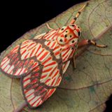 Der Falter Barsine euprepia mit seiner feinen Zeichnung lebt ausschließlich auf der Insel Borneo, kommt dort aber im Tiefland ebenso vor wie bis in eine Höhe von 1660 Metern.