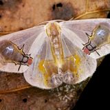 Eine Flügelzeichnung wie ein Rätselbild: Was sollen die Muster auf den Flügeln des südostasiatischen Nachtfalters Macrocilix maia wohl darstellen? Nach Ansicht von Insektenkundlern sind es Fliegen, die sich an Vogelkot laben – eine Mimikry, die den Falter vor dem Gefressenwerden schützen soll.