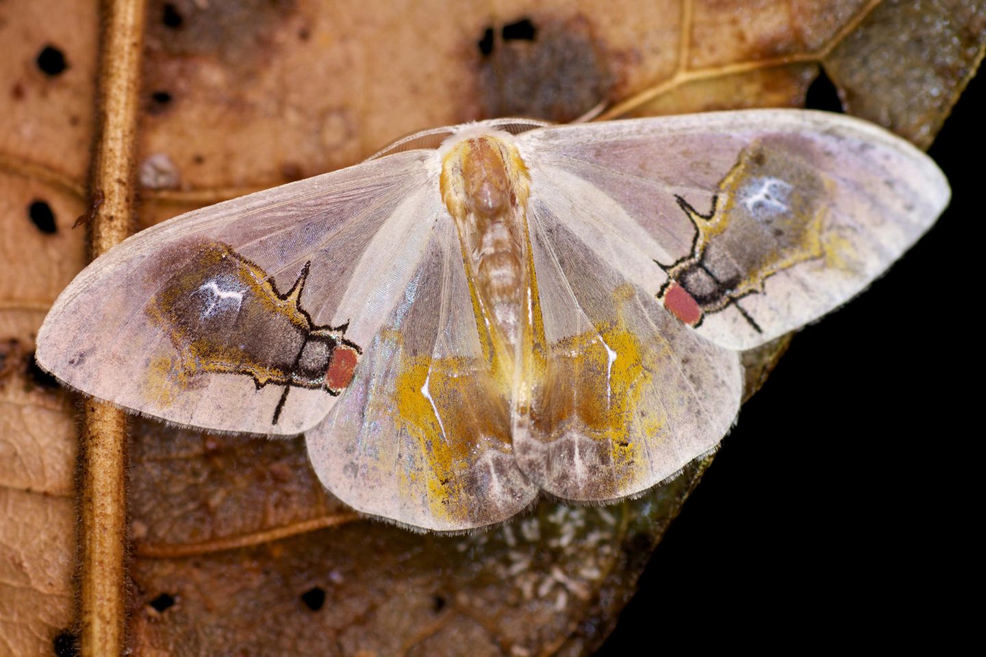 Eine Flügelzeichnung wie ein Rätselbild: Was sollen die Muster auf den Flügeln des südostasiatischen Nachtfalters Macrocilix maia wohl darstellen? Nach Ansicht von Insektenkundlern sind es Fliegen, die sich an Vogelkot laben – eine Mimikry, die den Falter vor dem Gefressenwerden schützen soll.