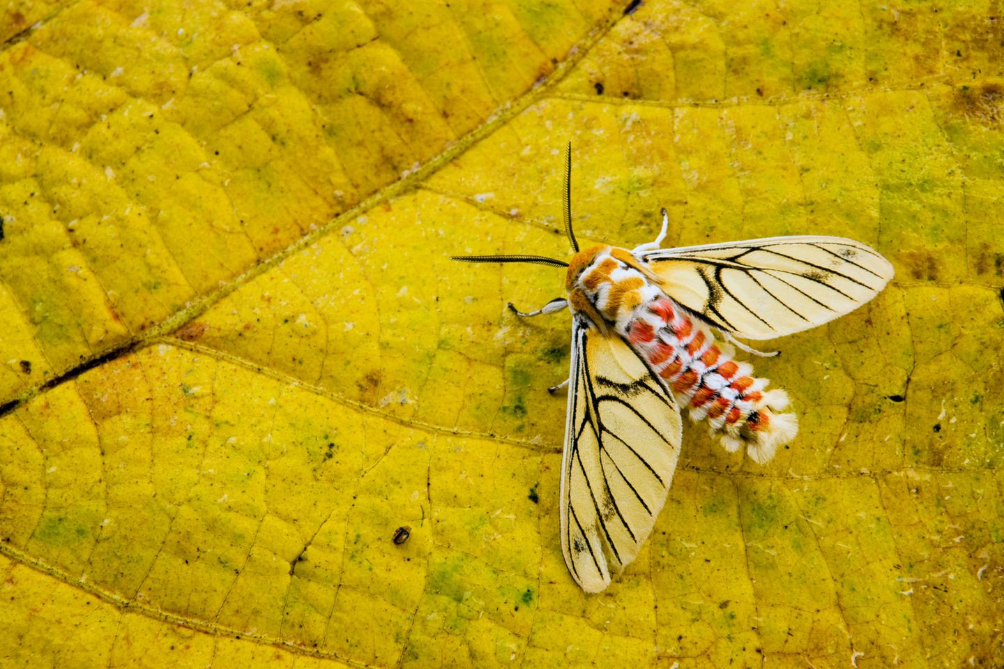 Der Falter Balacra rubrostriata – hier eine Aufnahme aus dem Kibale-Nationalpark in Uganda – fällt durch seine ungewöhnliche Flügel- und Körperzeichnung auf. Heimisch ist er in fast allen Ländern Zentralafrikas.