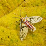 Der Falter Balacra rubrostriata – hier eine Aufnahme aus dem Kibale-Nationalpark in Uganda – fällt durch seine ungewöhnliche Flügel- und Körperzeichnung auf. Heimisch ist er in fast allen Ländern Zentralafrikas.